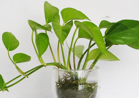 夏季衣柜味道嚴(yán)重怎么辦