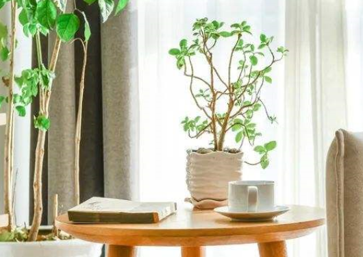 除甲醛方法的經(jīng)驗(yàn)分享